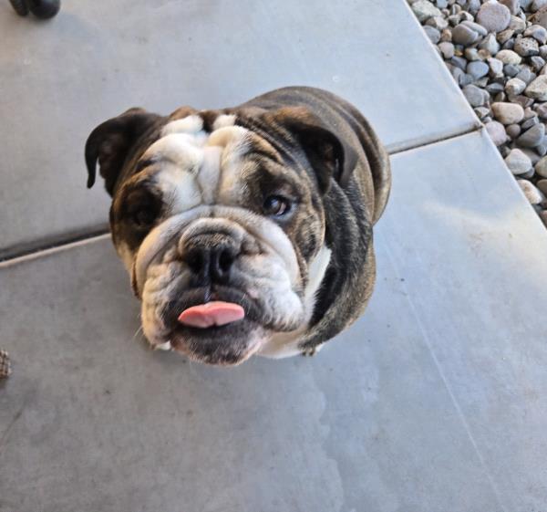 /Images/uploads/Long Island Bulldog Rescue/LIBR-2025-Calendar/entries/32208.jpg